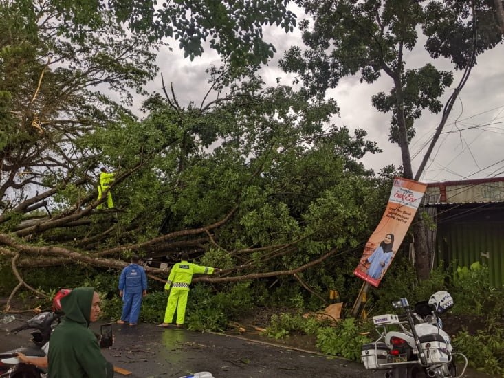 Pohon Tumbang Tutup Jalan Raya Malang-Blitar