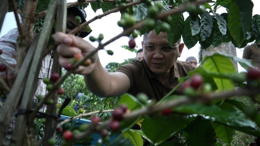 Pj. Wali Kota batu Panen Kopi di Kebun Kopi Siman