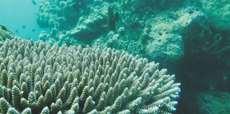 Menjelajahi Keunikan Alam Bawah Laut: Snorkeling dan Diving di Pantai Selatan Malang dan Batu