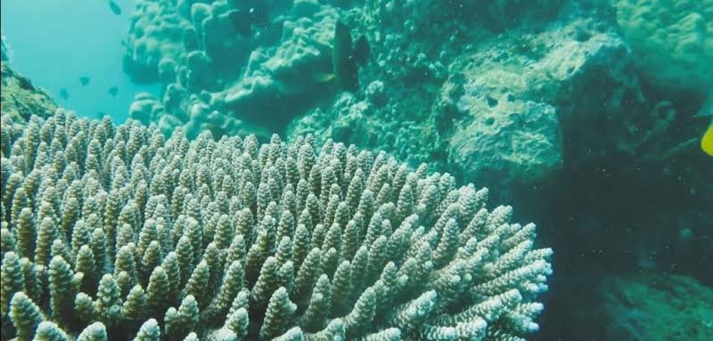 Menjelajahi Keunikan Alam Bawah Laut: Snorkeling dan Diving di Pantai Selatan Malang dan Batu