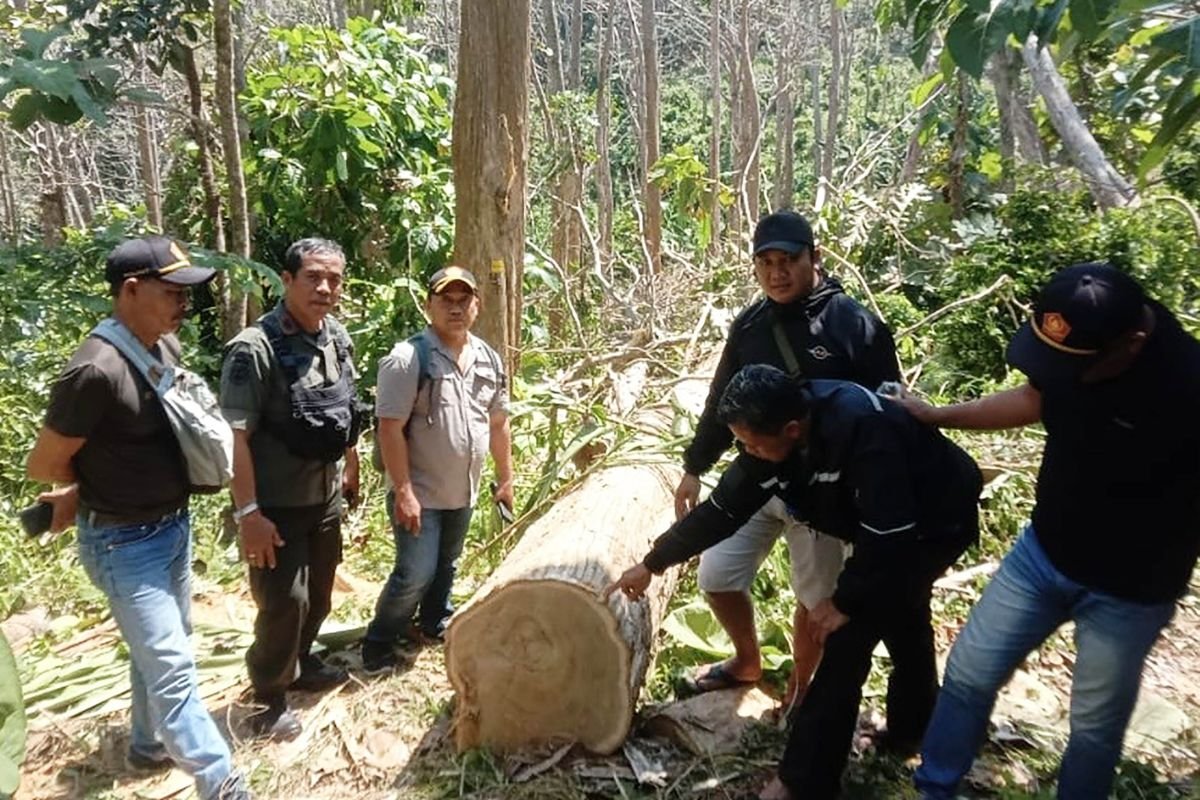 Polres Malang Tangkap Tersangka Pencurian Kayu Jati di Hutan Produksi