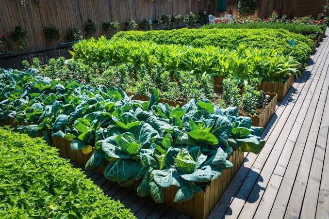 Membangun Kebun di Rumah: Panduan untuk Menanam Sayur dan Buah-buahan Sendiri