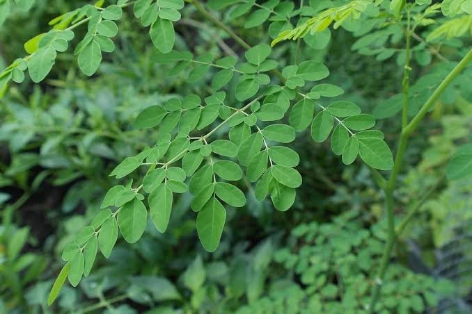 Apakah Daun Kelor bisa menyebabkan Keguguran? Fakta