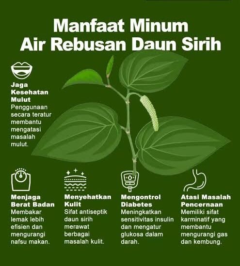 Manfaat Minum Rebusan Daun Sirih untuk Kesehatan Tubuh