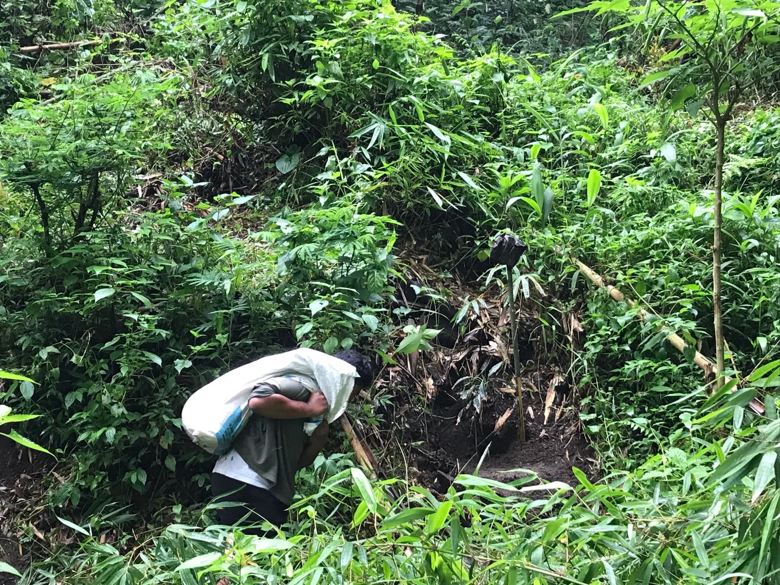 Reboisasi Hutan Lindung Kasinan: WALHI Jatim Tanam 500 Bibit Tanaman