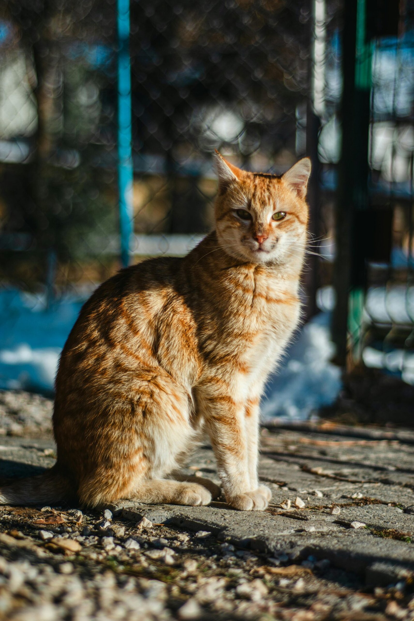 Mitos Dan Fakta Tentang Kucing Peliharaan Yang Perlu Anda Ketahui