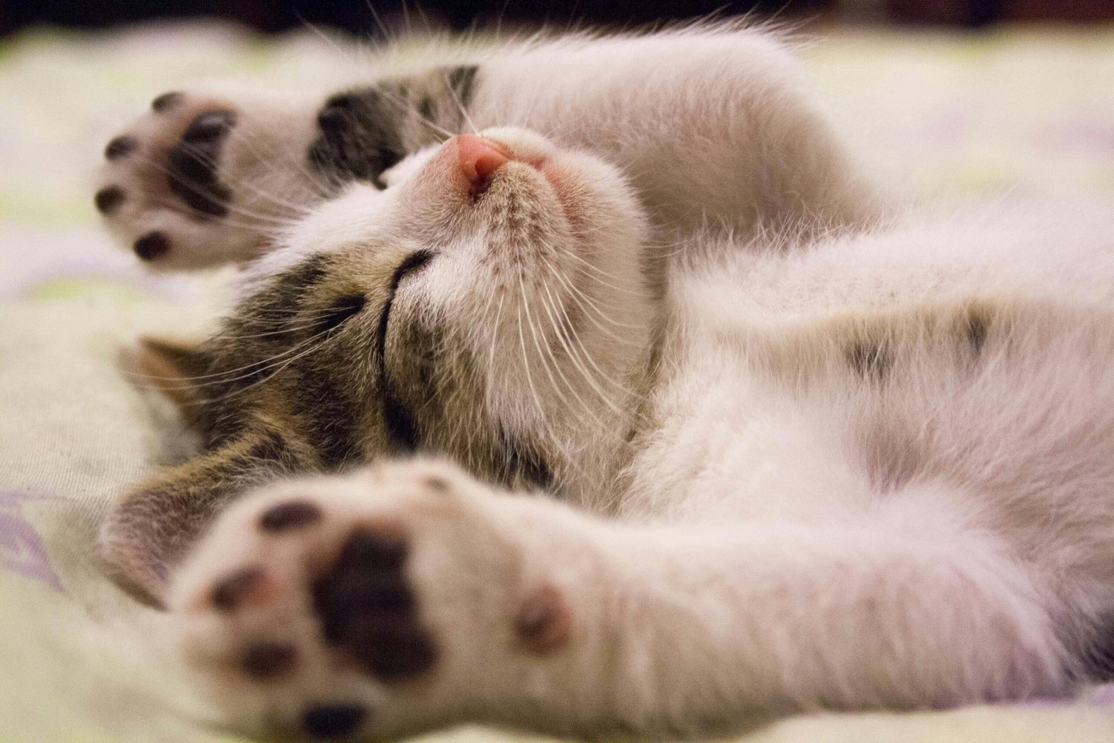 5 Jenis Kucing Peliharaan Yang Paling Populer Di Indonesia