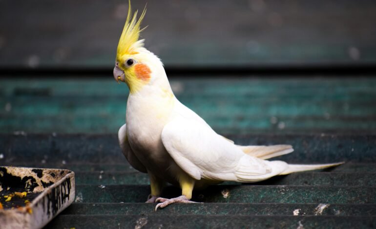 Jenis Burung Peliharaan Terbaik