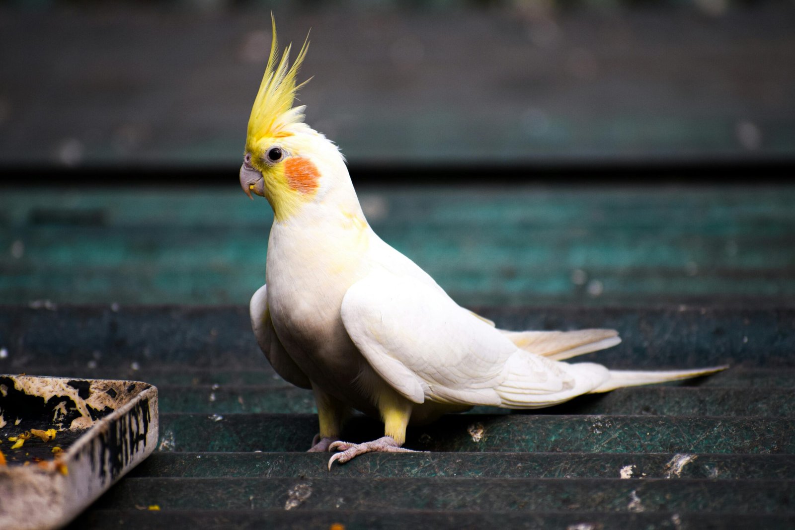 5 Jenis Burung Peliharaan Terbaik