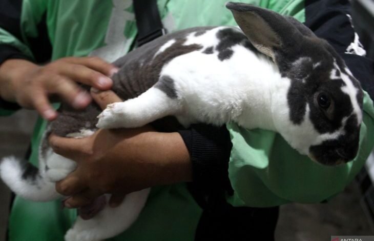 Budi Daya Kelinci Rex di Malang, Hasilkan Puluhan Anakan Per Bulan
