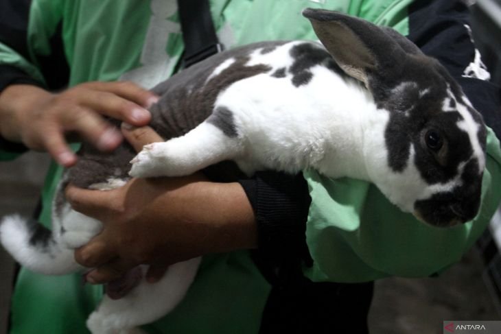 Budi Daya Kelinci Rex di Malang, Hasilkan Puluhan Anakan Per Bulan