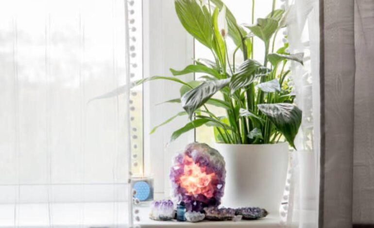 7 Tanaman Indoor Terbaik untuk Hias Rumah dan Meningkatkan Sirkulasi Udara