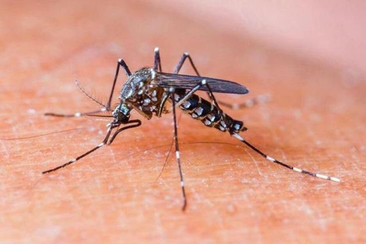 9 Fakta Penting Tentang Demam Berdarah yang Jarang Diketahui Orang