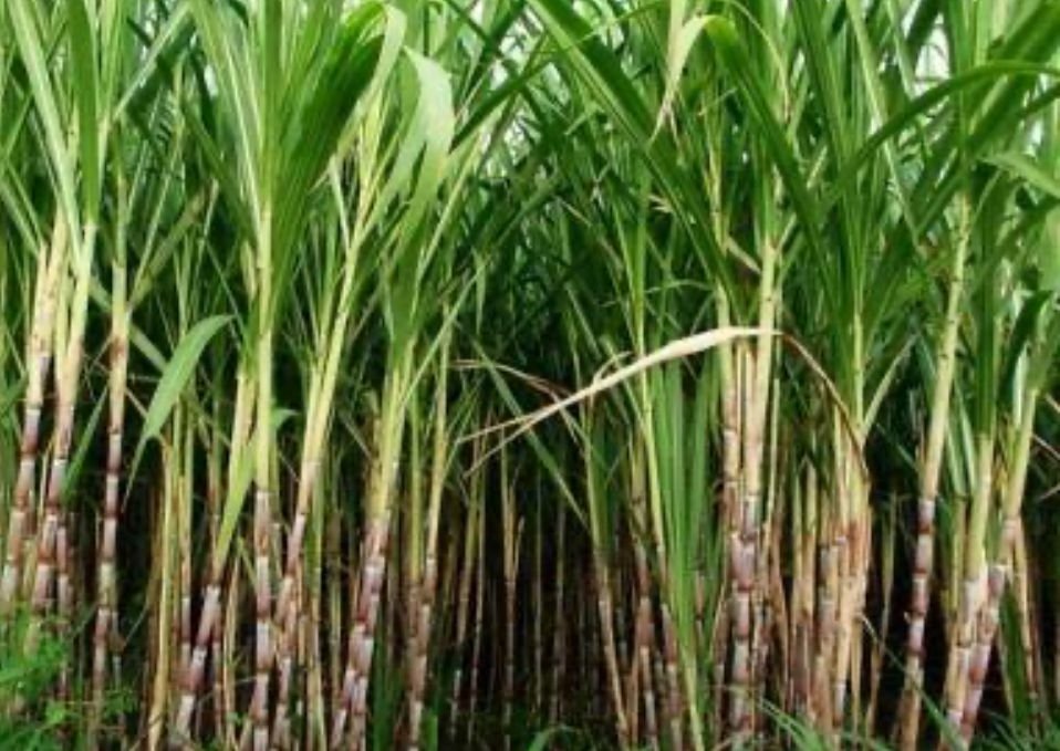 Dukung Swasembada Gula Nasional, PG Kebonagung Luncurkan Varietas Tebu Tahan Penyakit