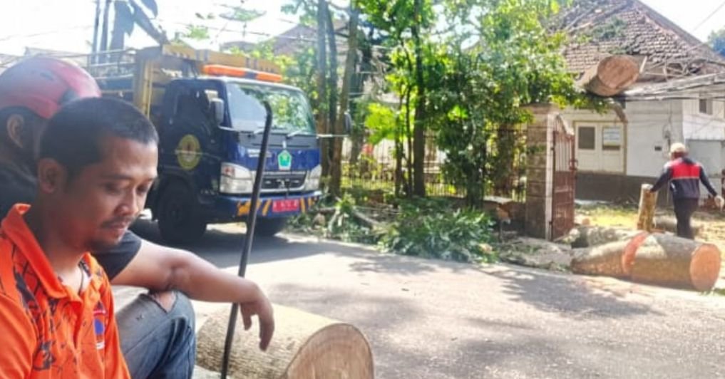 Angin Kencang Tumbangkan Pohon Besar di Jalan Jakarta Kota Malang, Kabel Listrik dan Pagar Warga Tertimpa