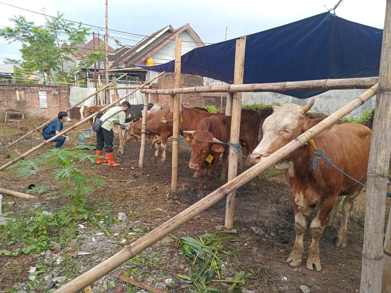 Cegah PMK, 2.500 Sapi di Kota Malang Jadi Sasaran Vaksinasi