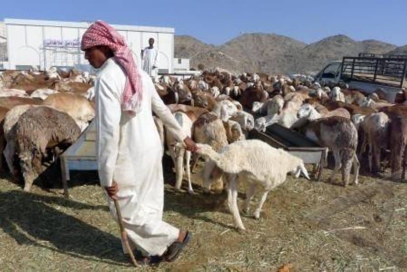 Dam Jemaah Haji Indonesia Tembus 126 Ribu, Daging Kurban Akan Disalurkan ke Palestina