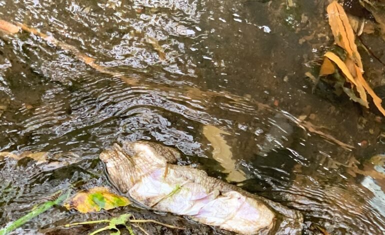 Sampah Diapers Cemari Sungai Metro, Ketua DPRD Malang Dorong Penghijauan Pejosari