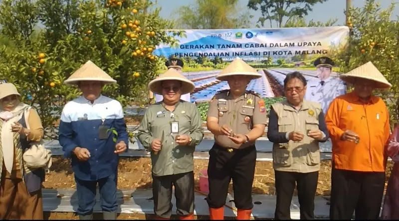 Produksi Cabai Kota Malang Hanya 71 Ton per Masa Tanam